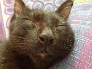 Sleepy cat fat face.