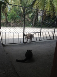 Khao likes Cat but she just stares at him until he backs away.