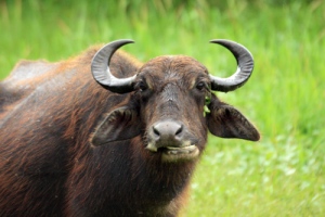 wild buffalo looking stupid